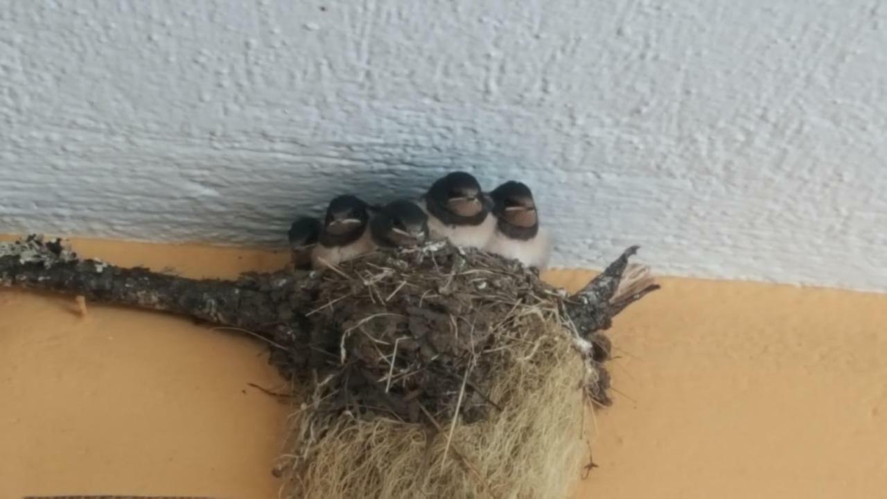 Pashuta Otel Voskopojë Dış mekan fotoğraf